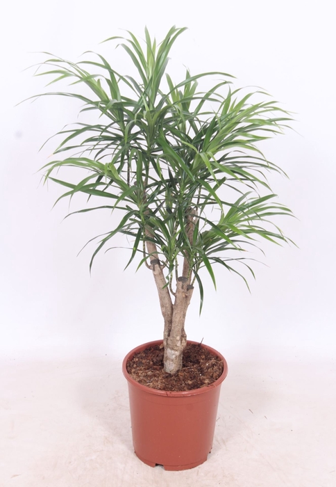 <h4>Dracaena Anita</h4>