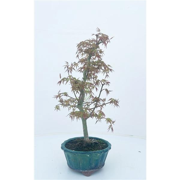 <h4>Acer palmatum 'orihime' 12cm.</h4>