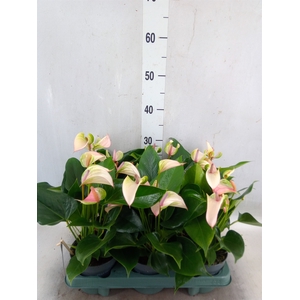 Anthurium  'Joli Pulse'