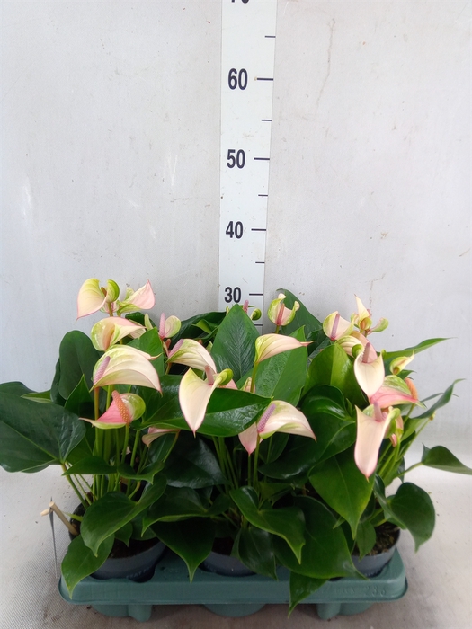 <h4>Anthurium  'Joli Pulse'</h4>