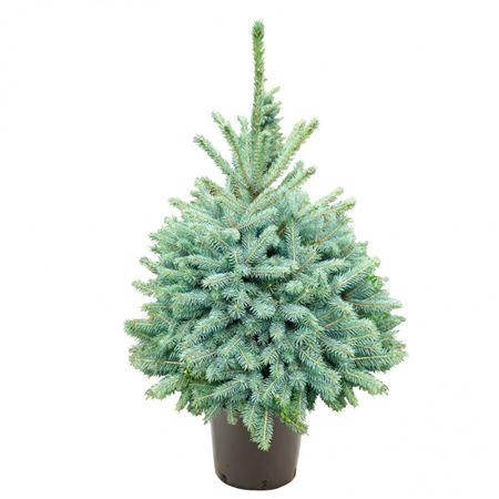 <h4>Picea Glauca Super Blue 80-100cm Op Pot</h4>