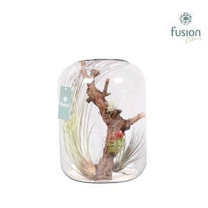 Green Bottle Isabella xlarge met air tillandsia