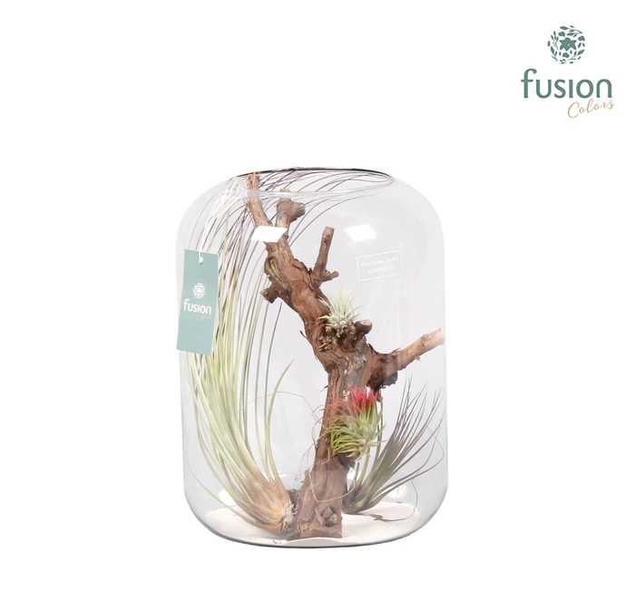<h4>Green Bottle Isabella xlarge met air tillandsia</h4>