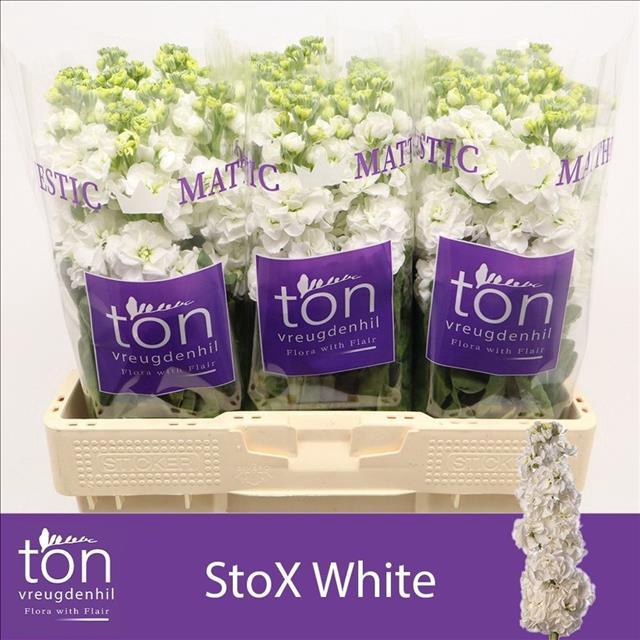 <h4>Matthiola incana StoX White</h4>