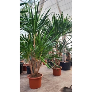 Dracaena Gymea