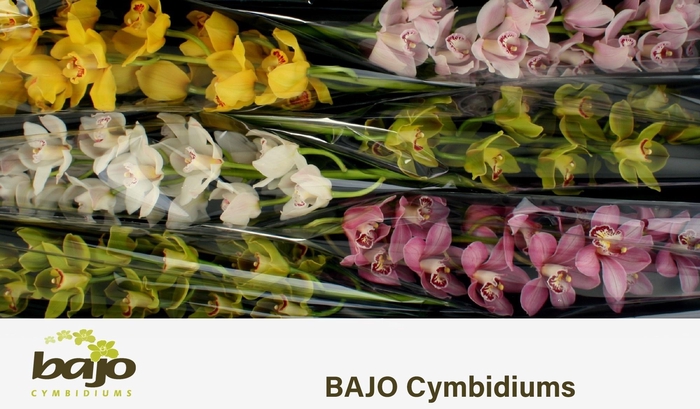 <h4>CYMB T GEM</h4>