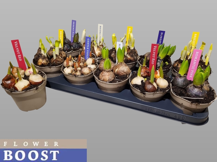 <h4>Bolbloemen Gem</h4>