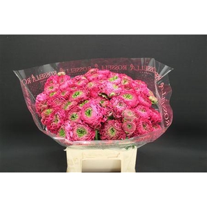 Cl Pon-pon Fanny 566