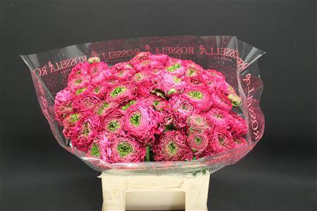 <h4>Cl Pon-pon Fanny 566</h4>