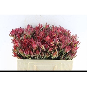 LEUCAD SAL BLUSH