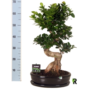 Ficus microcarpa 'Ginseng'