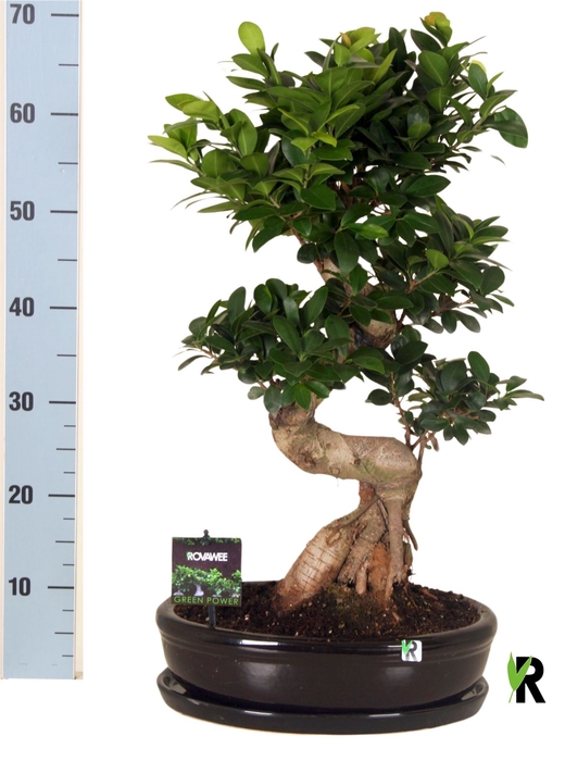 <h4>Ficus microcarpa 'Ginseng'</h4>
