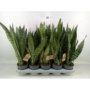 Sansevieria zeylanica