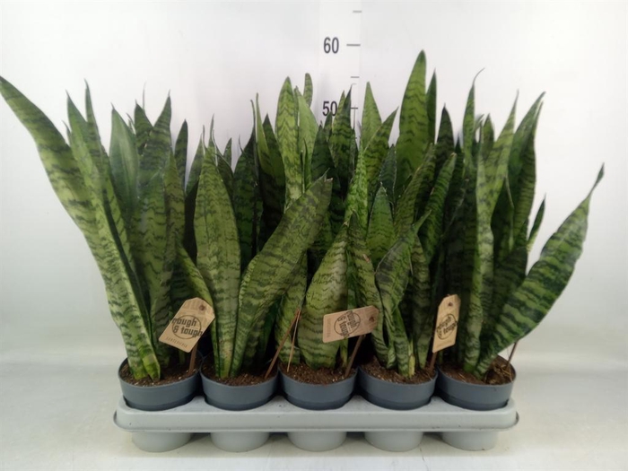<h4>Sansevieria zeylanica</h4>