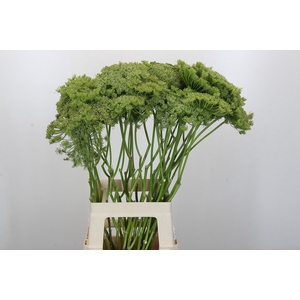Ammi Visnaga Green Mist