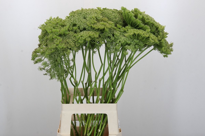 <h4>Ammi Visnaga Green Mist</h4>