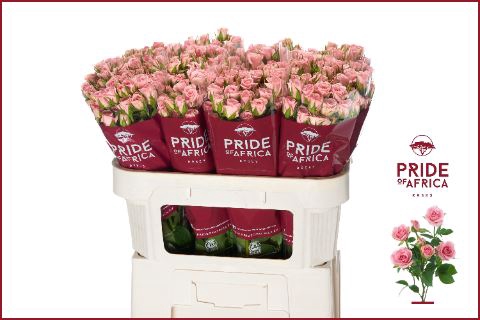<h4>ROSA TR 'ODILIA'</h4>