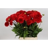 Dahlia Red Cap