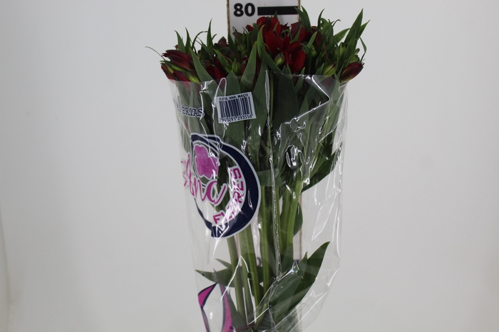 <h4>ALSTROEMERIA NATALYA 080 CM</h4>