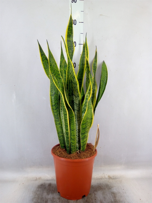 <h4>Sansevieria trifa. 'Laurentii'</h4>