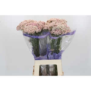 Ozothamnus Cooks Pink