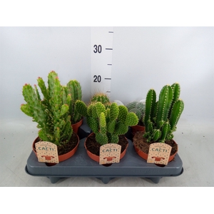 Cactus   ...mix