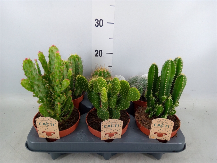 <h4>Cactus   ...mix</h4>