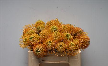 <h4>Leuco Ayoba Apricot Amber</h4>