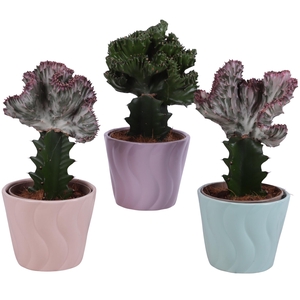 Cactus mix Euphorbia l. Ø12cm in Ø14cm Ceramic SE662