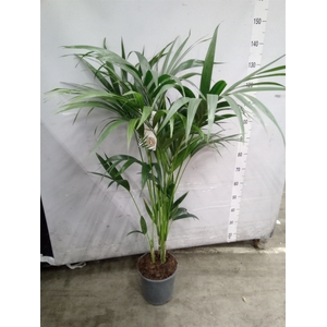Howea forsteriana