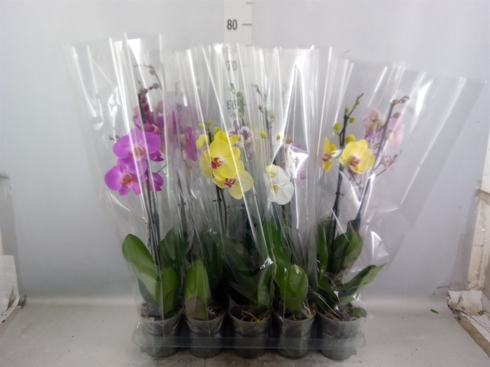 Phalaenopsis   ...mix  5