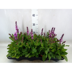 Salvia sylvestris 'Blue Marvel'