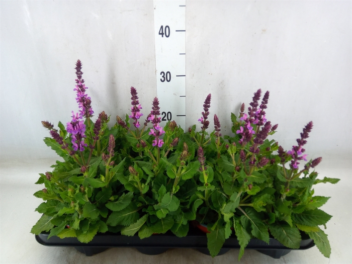 <h4>Salvia sylvestris 'Blue Marvel'</h4>