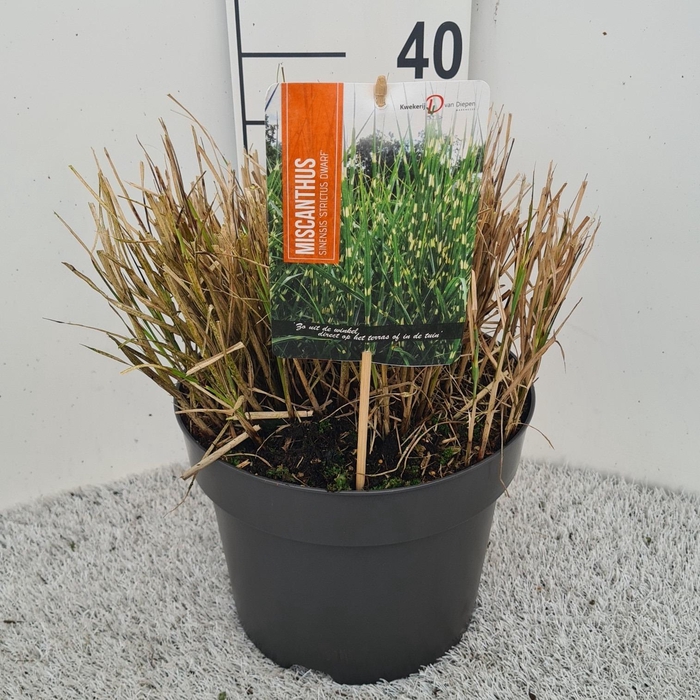 <h4>Miscanthus Sin. Strictus Dwarf P26</h4>