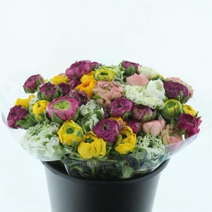 Ran Ponpon Mix Extra