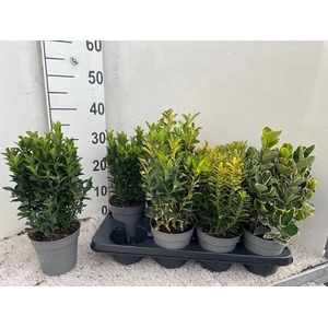 EUONYMUS JAP GEM