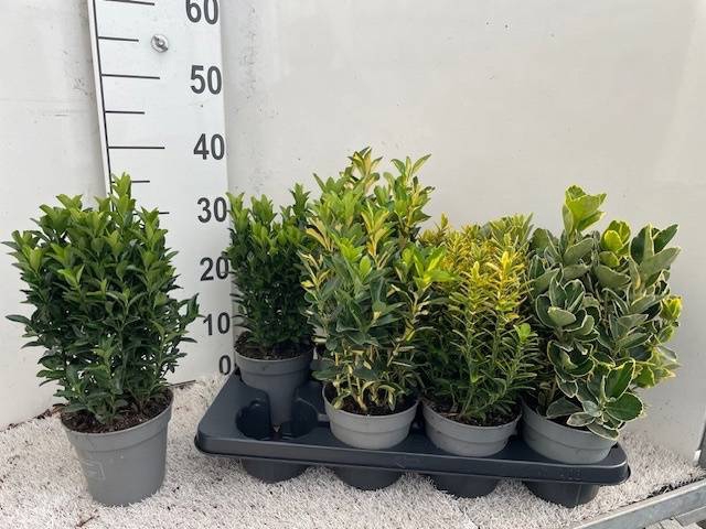 <h4>EUONYMUS JAP GEM</h4>