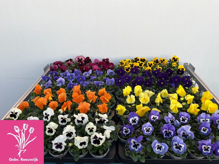 <h4>VIO F1 HYBR MIXK</h4>