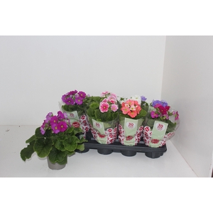 PRIM OB SWEETK A GEM