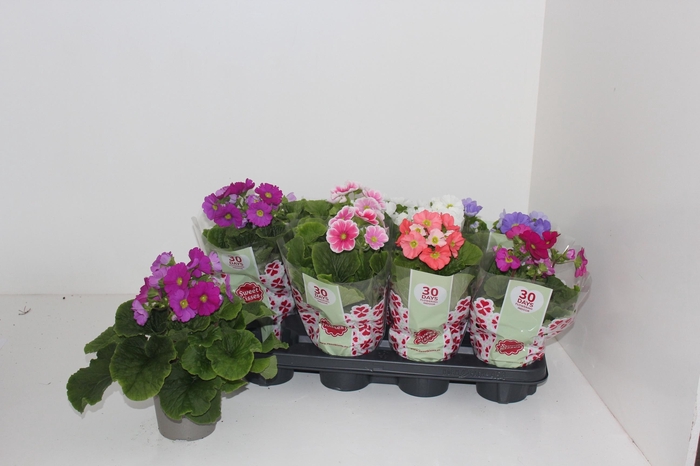 <h4>PRIM OB SWEETK A GEM</h4>