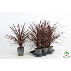 Cordyline Australis Red Star 17Ø 80cm