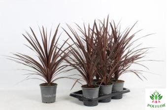 Cordyline Australis Red Star 17Ø 80cm