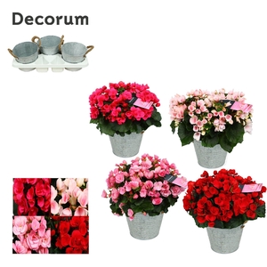 Begonia ''Betulia Mix'' Outdoor in Zink Sierpot