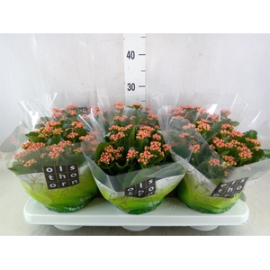 Kalanchoe blos. 'Calandiva Weaver'