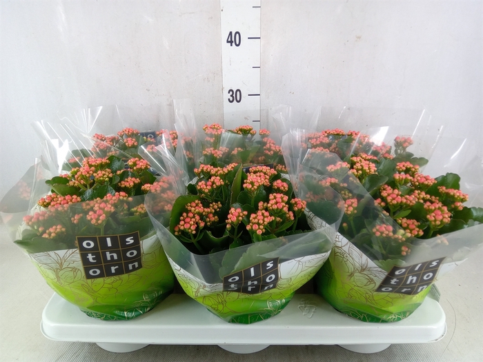 <h4>Kalanchoe blos. 'Calandiva Weaver'</h4>