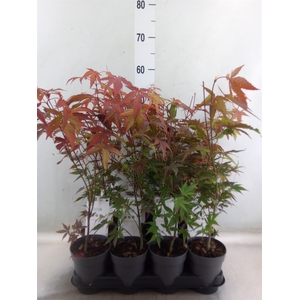 Acer palmatum 'Atropurpureum'