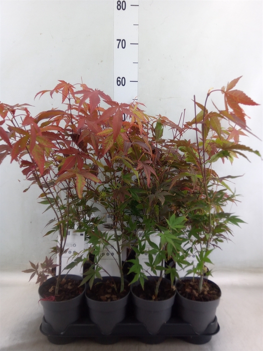 <h4>Acer palmatum 'Atropurpureum'</h4>