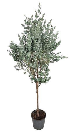 <h4>Eucalyptus Gunnii Stem</h4>