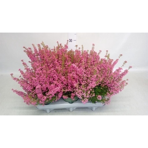 Erica gracilis 'Bea Queen Margaret'