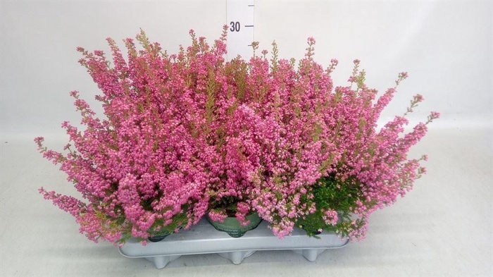 <h4>Erica gracilis 'Bea Queen Margaret'</h4>